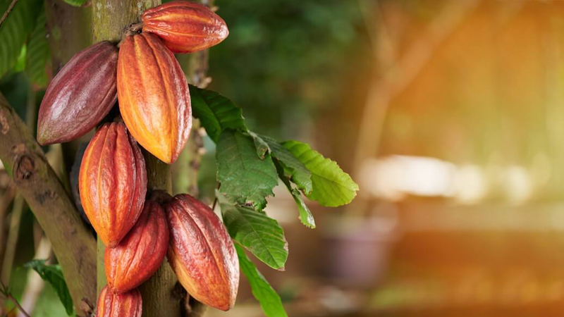 Tour del Chocolate en El Salvador